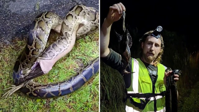 Python hunter Kev Pav holds a dead bird in one hand and a snake in the other hand.