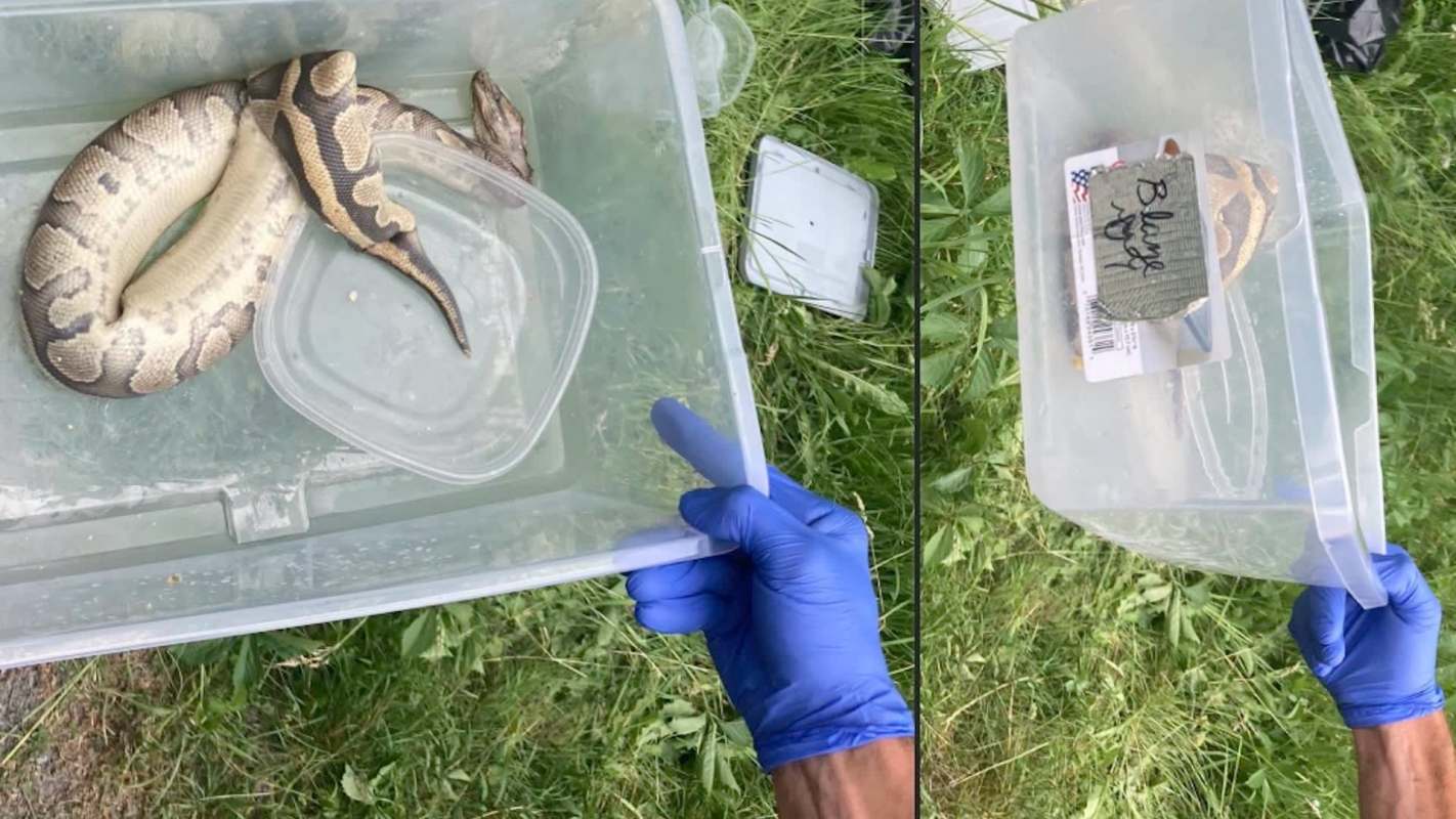 Snakes in plastic containers.
