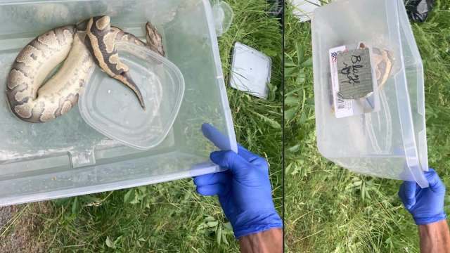 Snakes in plastic containers.