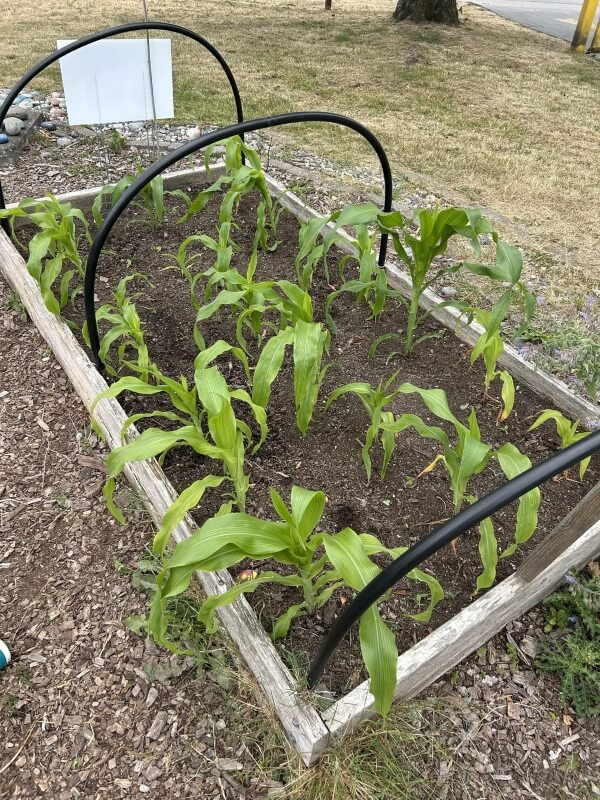A raised garden bed with early growth.