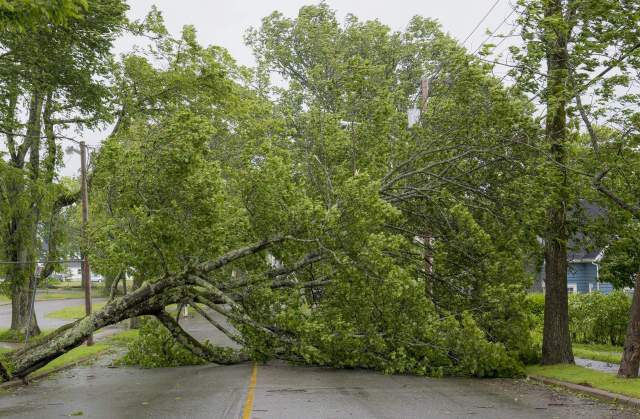 A fallen tree in the middle of a road.