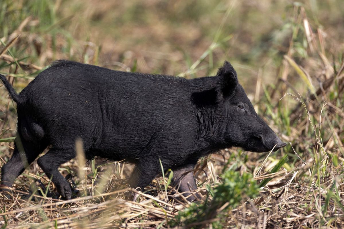 A feral hog.