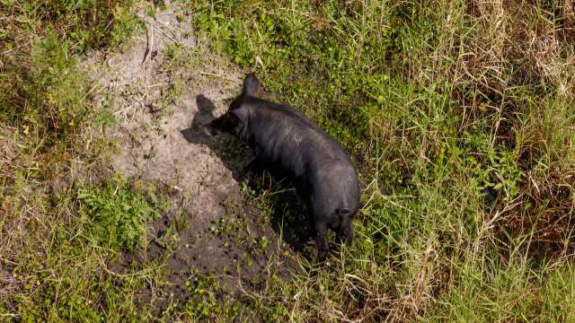 wild hog in garden