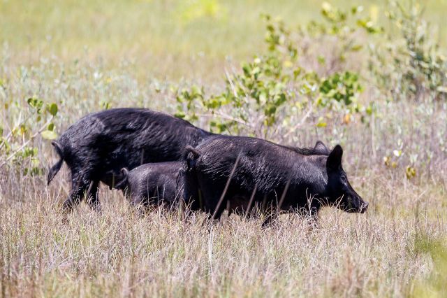 Two black wild hogs are foraging in a grassy field with sparse vegetation.