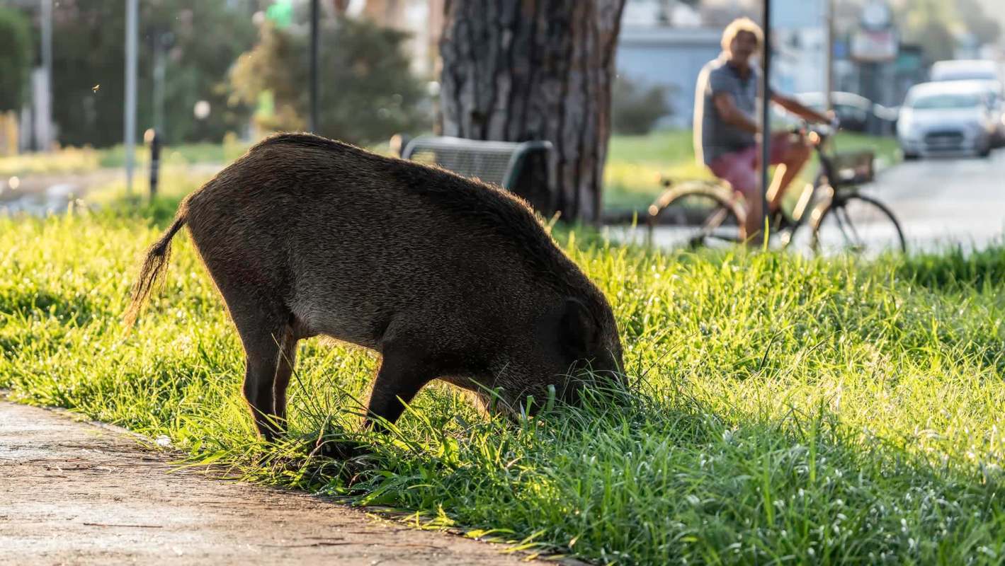 A wild boar grazing near a cyclist.