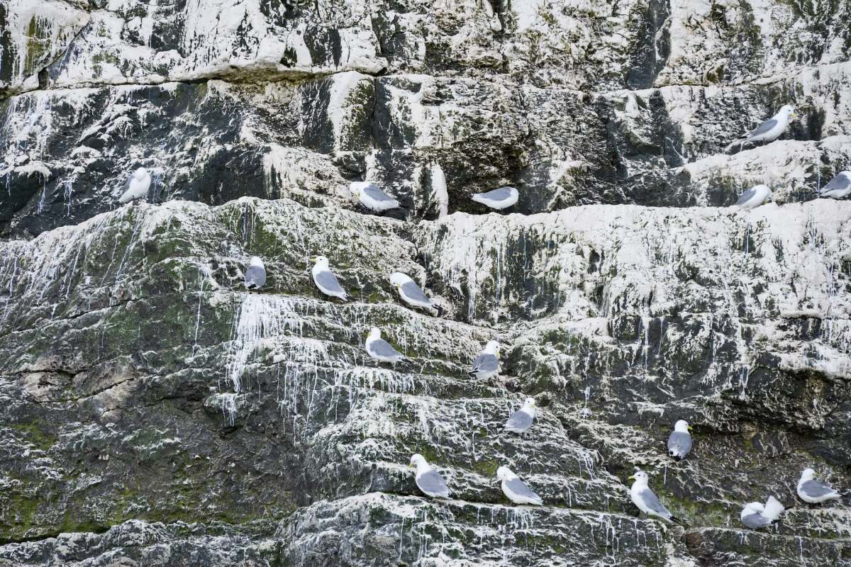 Seagulls on a cliff covered in bird droppings.