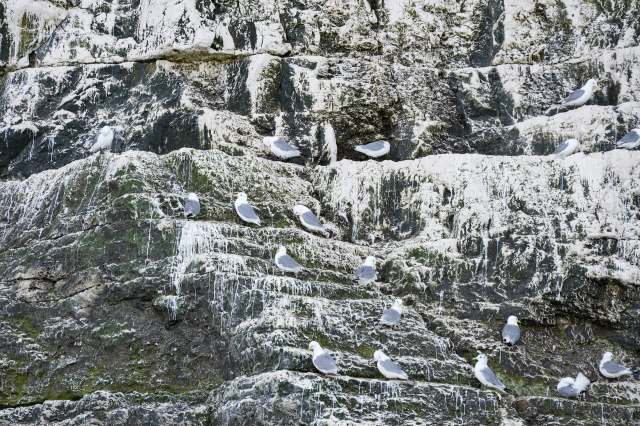 Seagulls on a cliff covered in bird droppings.