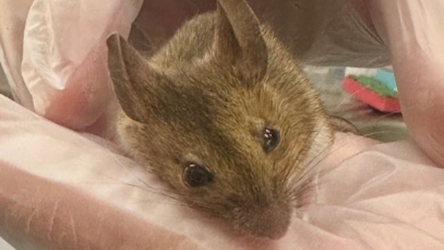 A close-up of a small brown rodent resting on a gloved hand.
