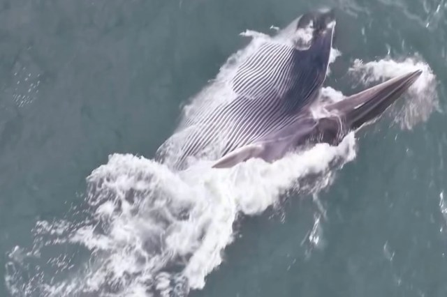 A large fin whale surfaces with its mouth wide open to feed, surrounded by frothy waves.