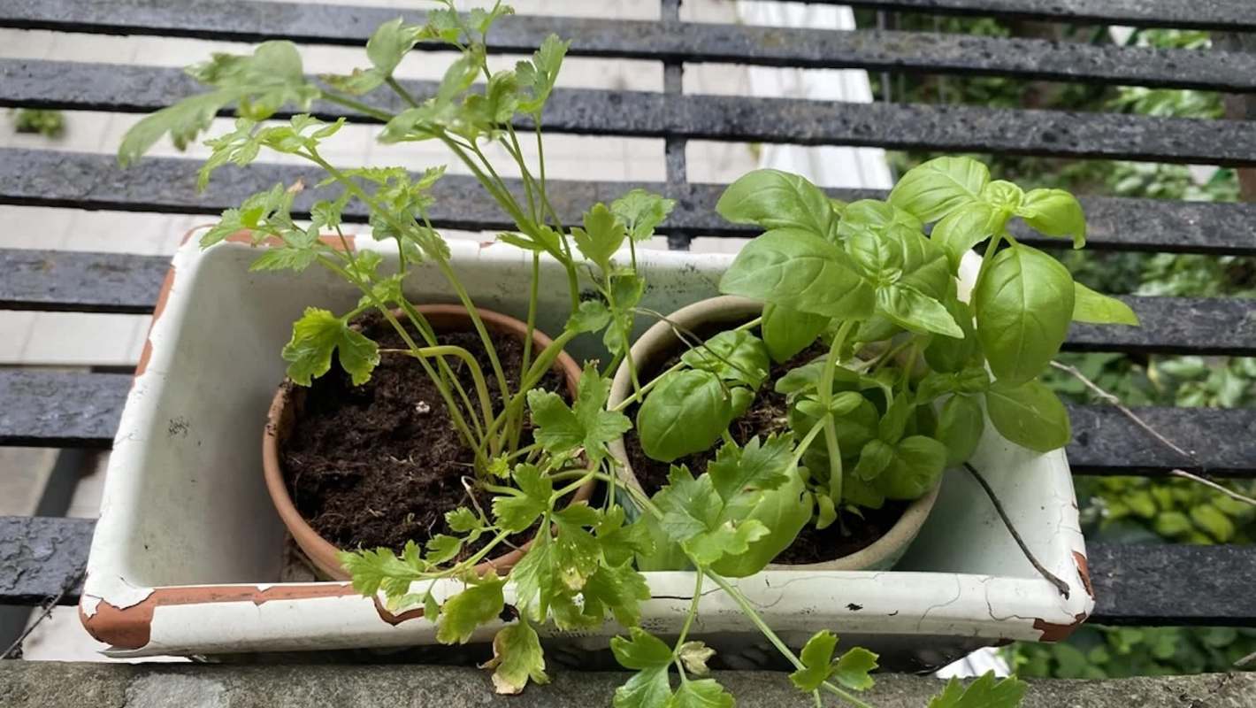 A planter containing fresh basil and cilantro sits on a black railing with a blurred garden background.