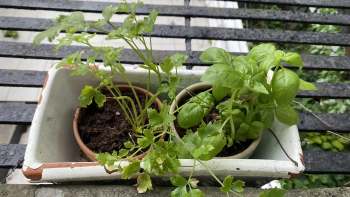 A planter containing fresh basil and cilantro sits on a black railing with a blurred garden background.