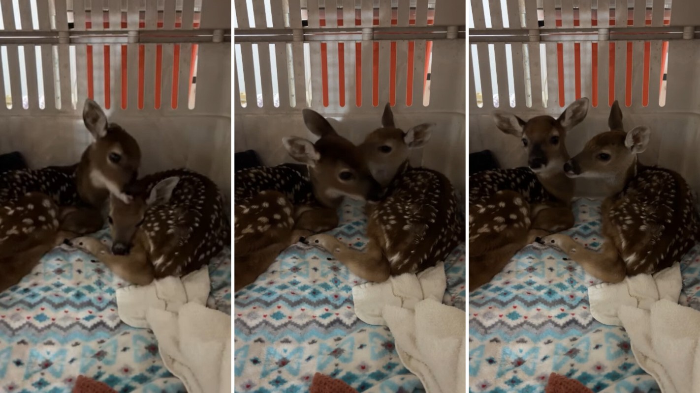 Two playful fawns rest closely together in a cozy enclosure with a patterned blanket.