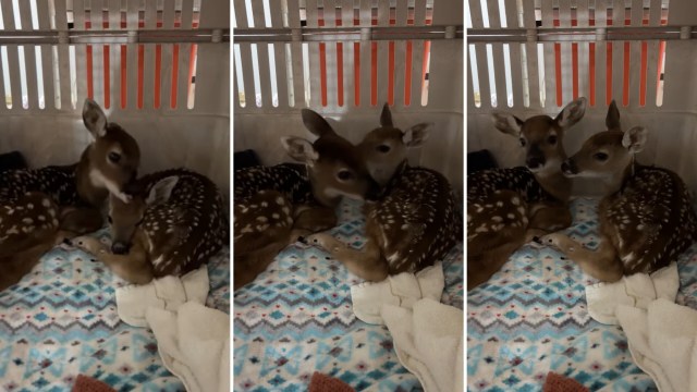 Two playful fawns rest closely together in a cozy enclosure with a patterned blanket.