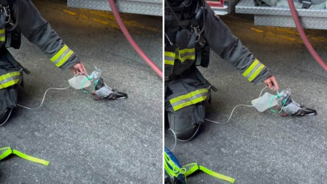 A firefighter administers oxygen to a rescued pigeon using a makeshift mask and a plastic bottle.