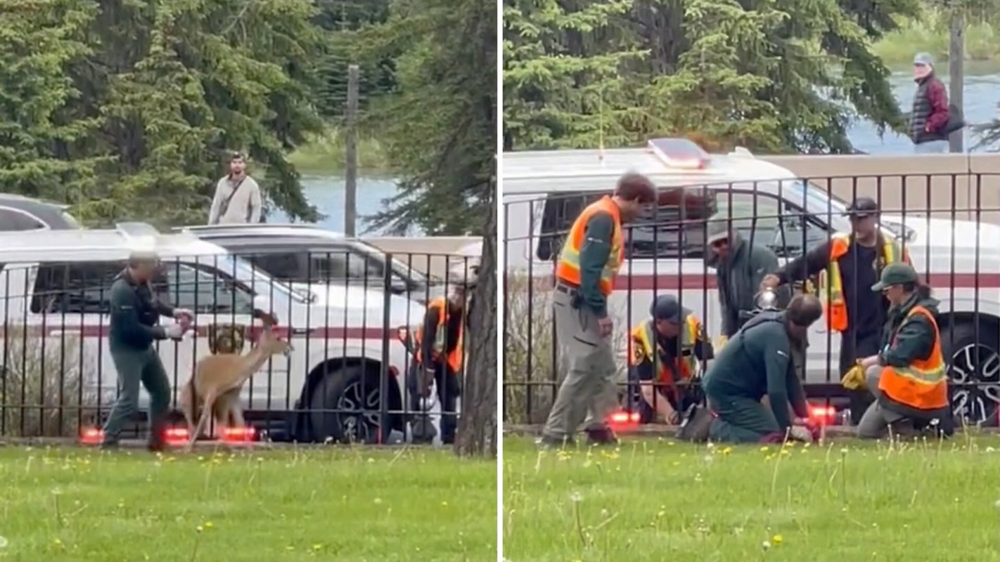 Rescue team members assist a deer stuck in a fence.