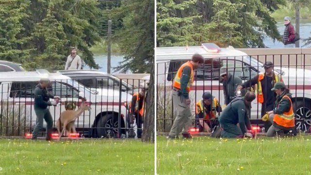 Rescue team members assist a deer stuck in a fence.
