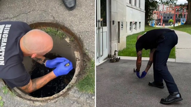A firefighter in a black shirt with tattoos rescues ducklings from a storm drain while another duck watches nearby.