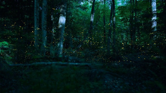 Fireflies in the woods.