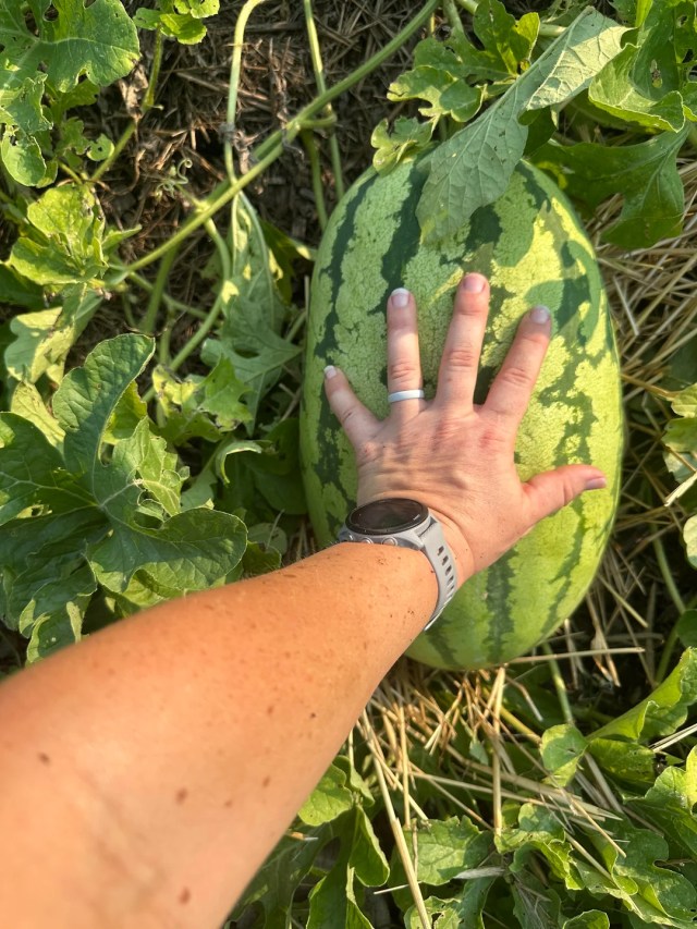 A hand on a watermelon on the ground.
