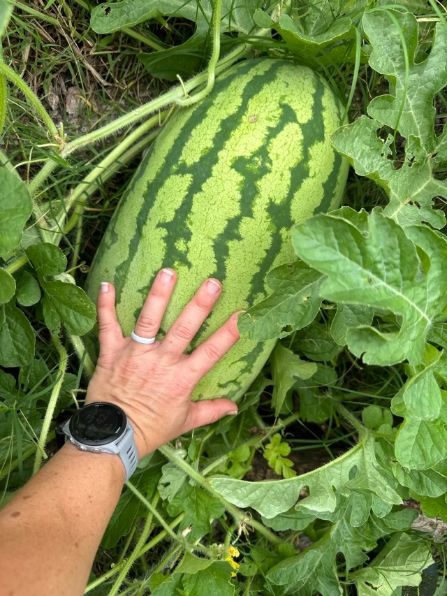 A hand pressed up against a large watermelon that is more than twice the size.