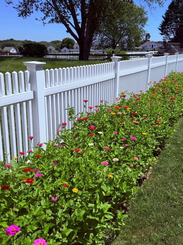 A bed of zinnias running beside a white picket fence. 