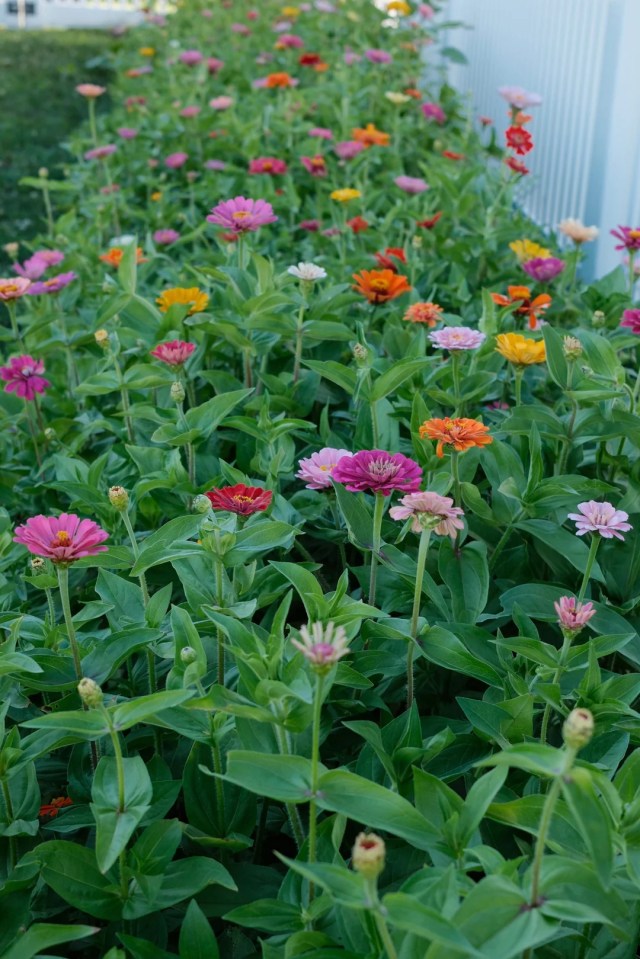 A flower bed with pink, red, orange, and yellow zinnias. 