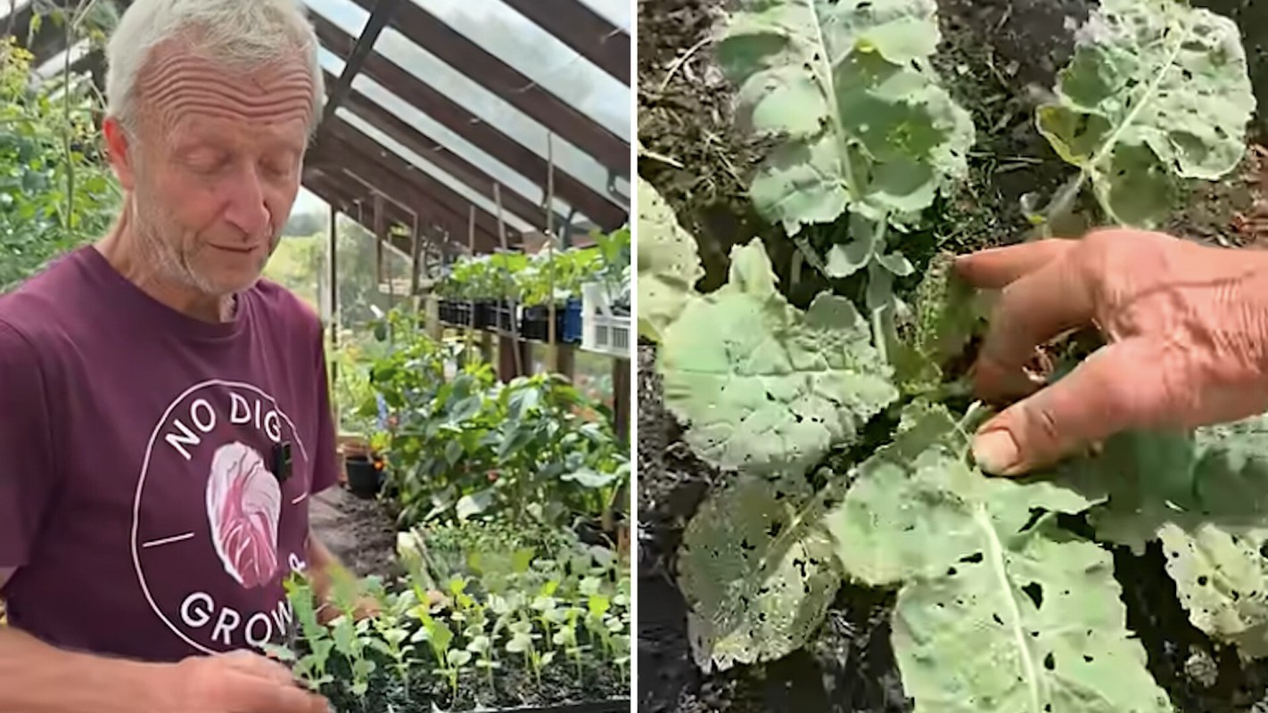 A person inspecting damaged plants in a greenhouse.
