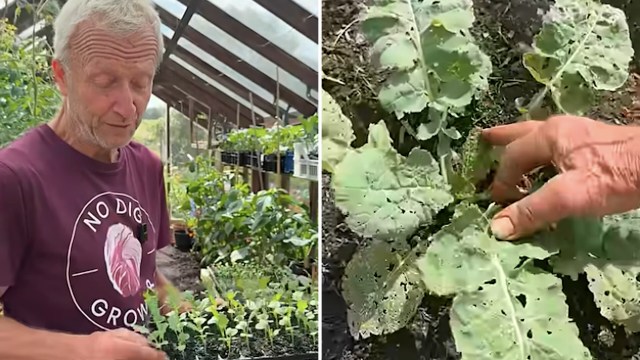 A person inspecting damaged plants in a greenhouse.