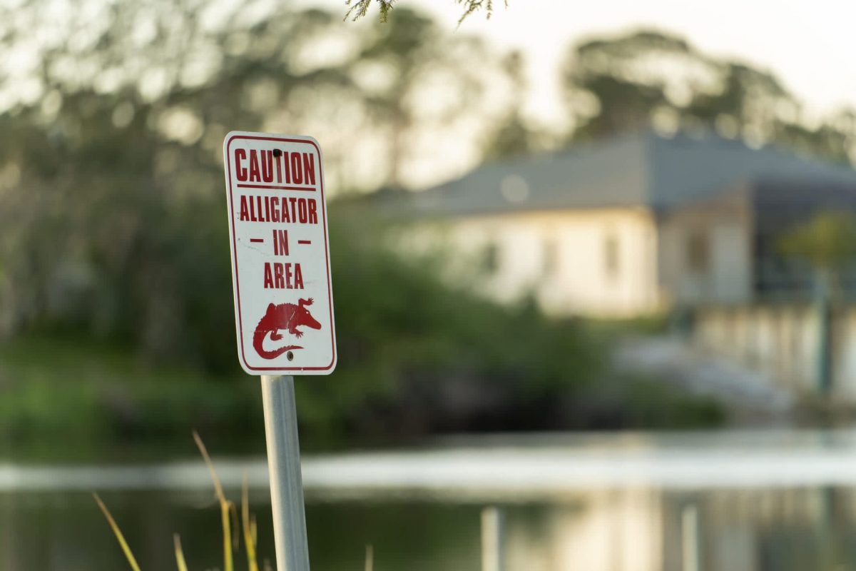 An alligator warning sign near a pond in a residential neighborhood.