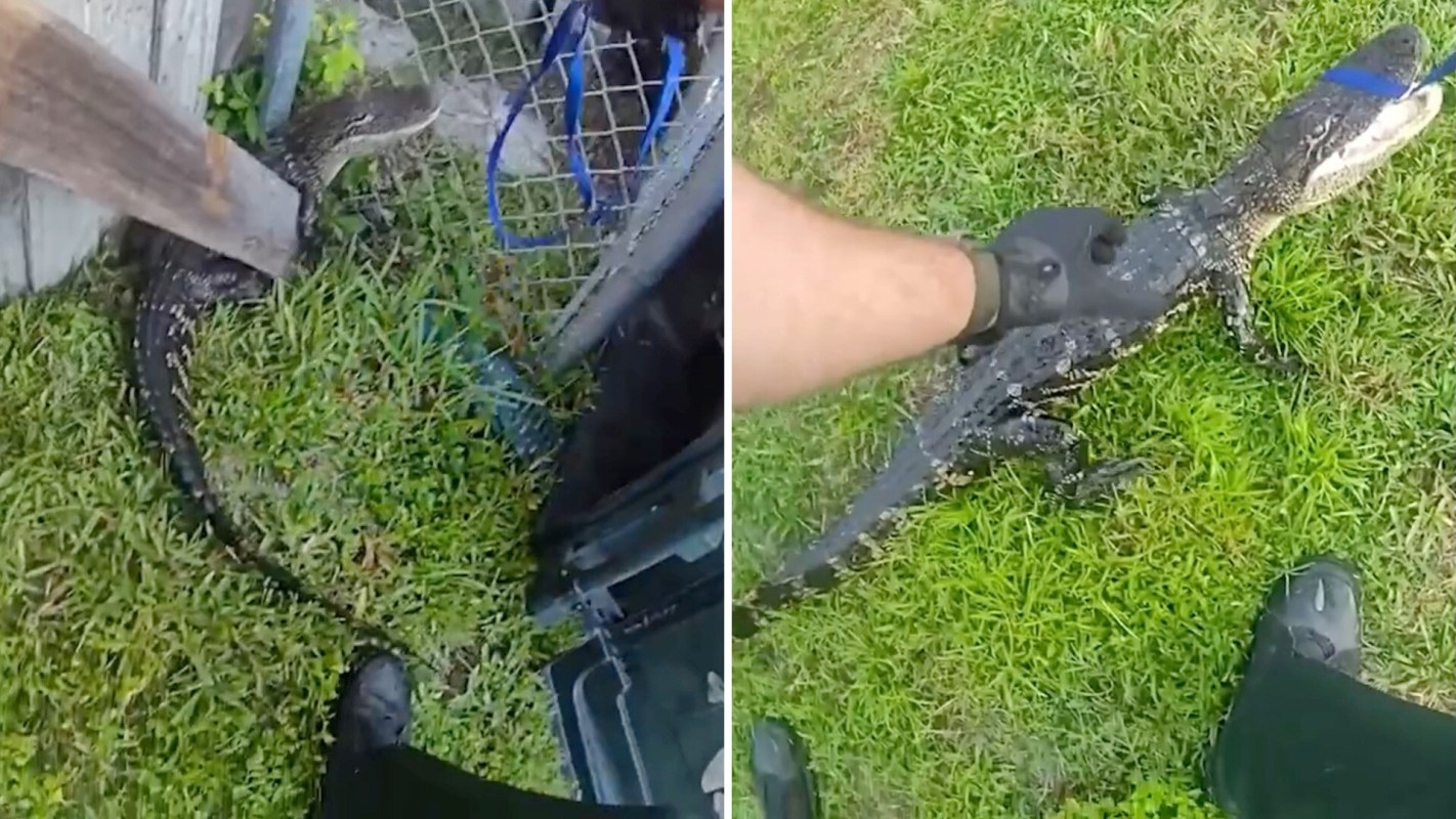 A person wrangling an alligator.