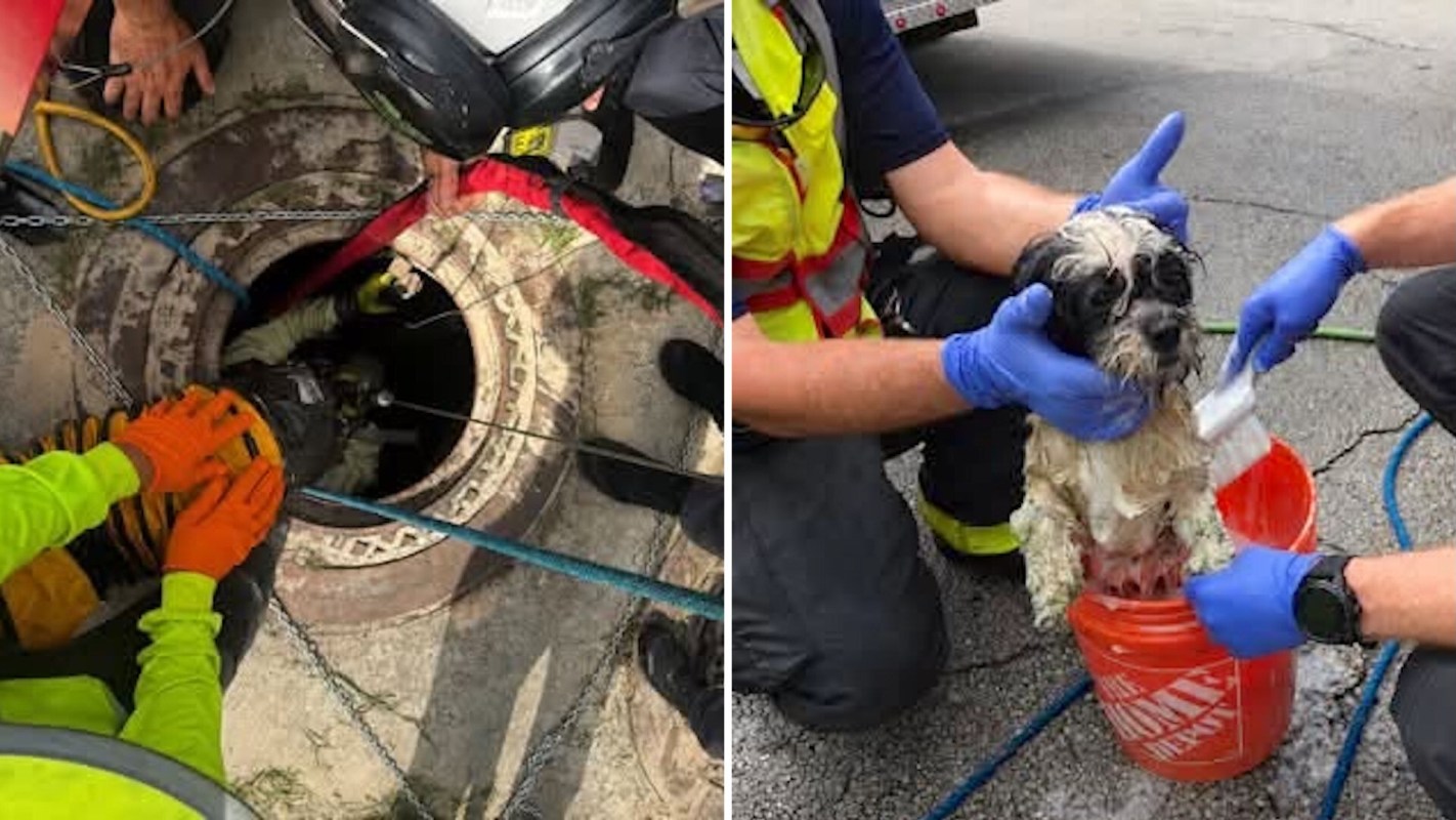 Firefighters rescuing a dog.