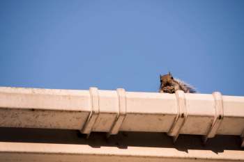 A squirrel sits on the edge of a white gutter against a clear blue sky.