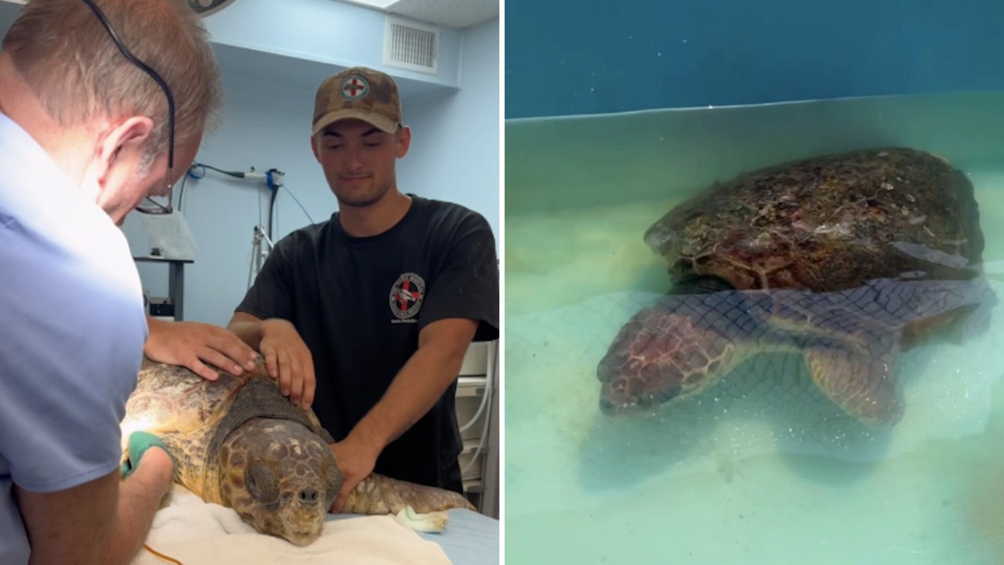 A turtle is being treated by a veterinarian and a helper in a medical facility, while another turtle swims underwater.