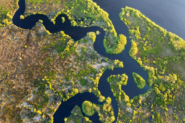 An aerial view of a lush wetland with winding waterways and patches of greenery.