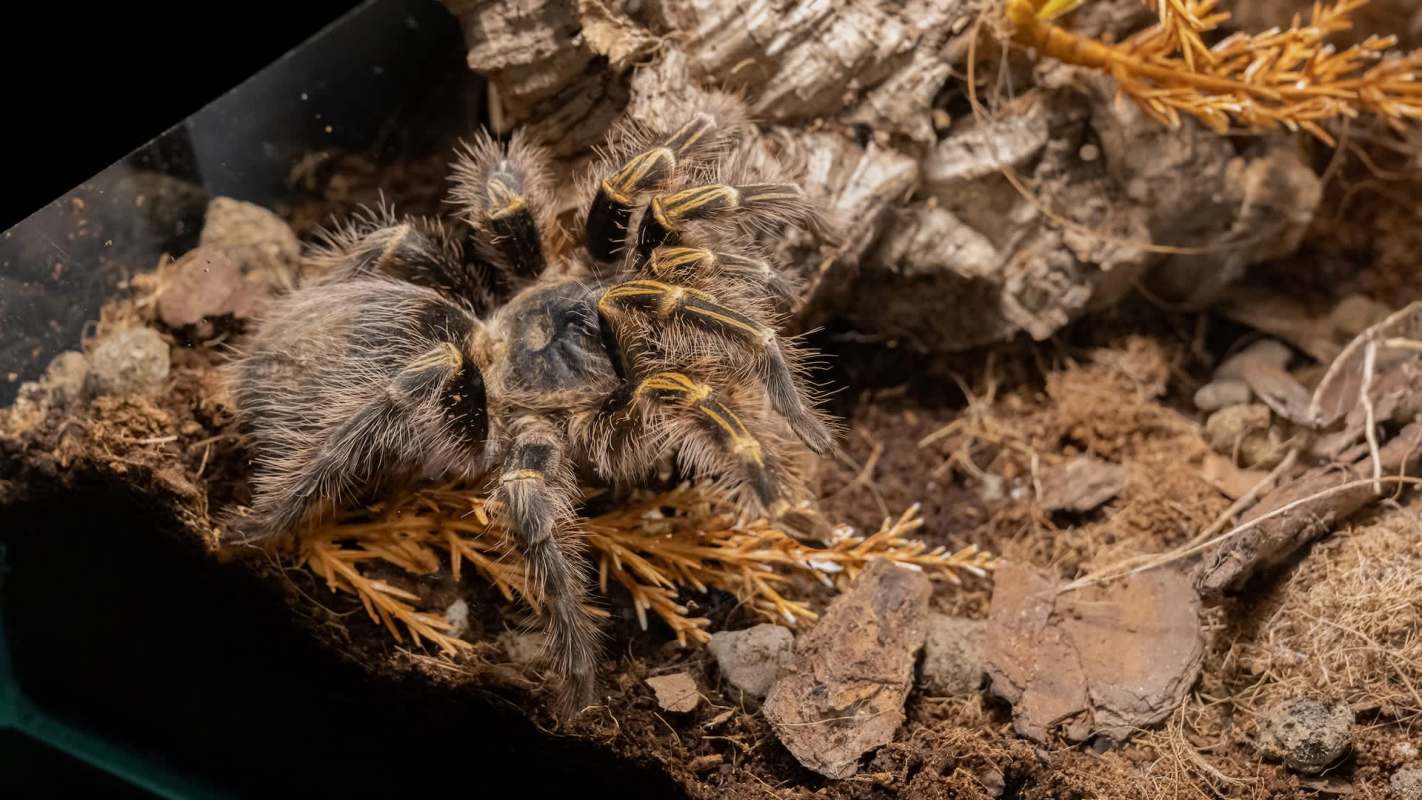 A tarantula in a terrarium.