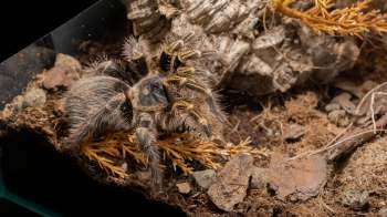 A tarantula in a terrarium.