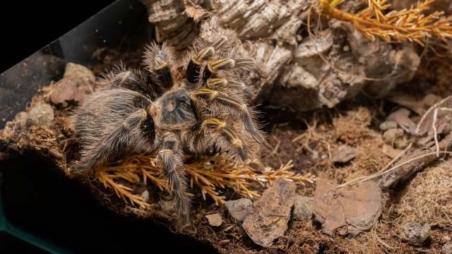 A tarantula in a terrarium.