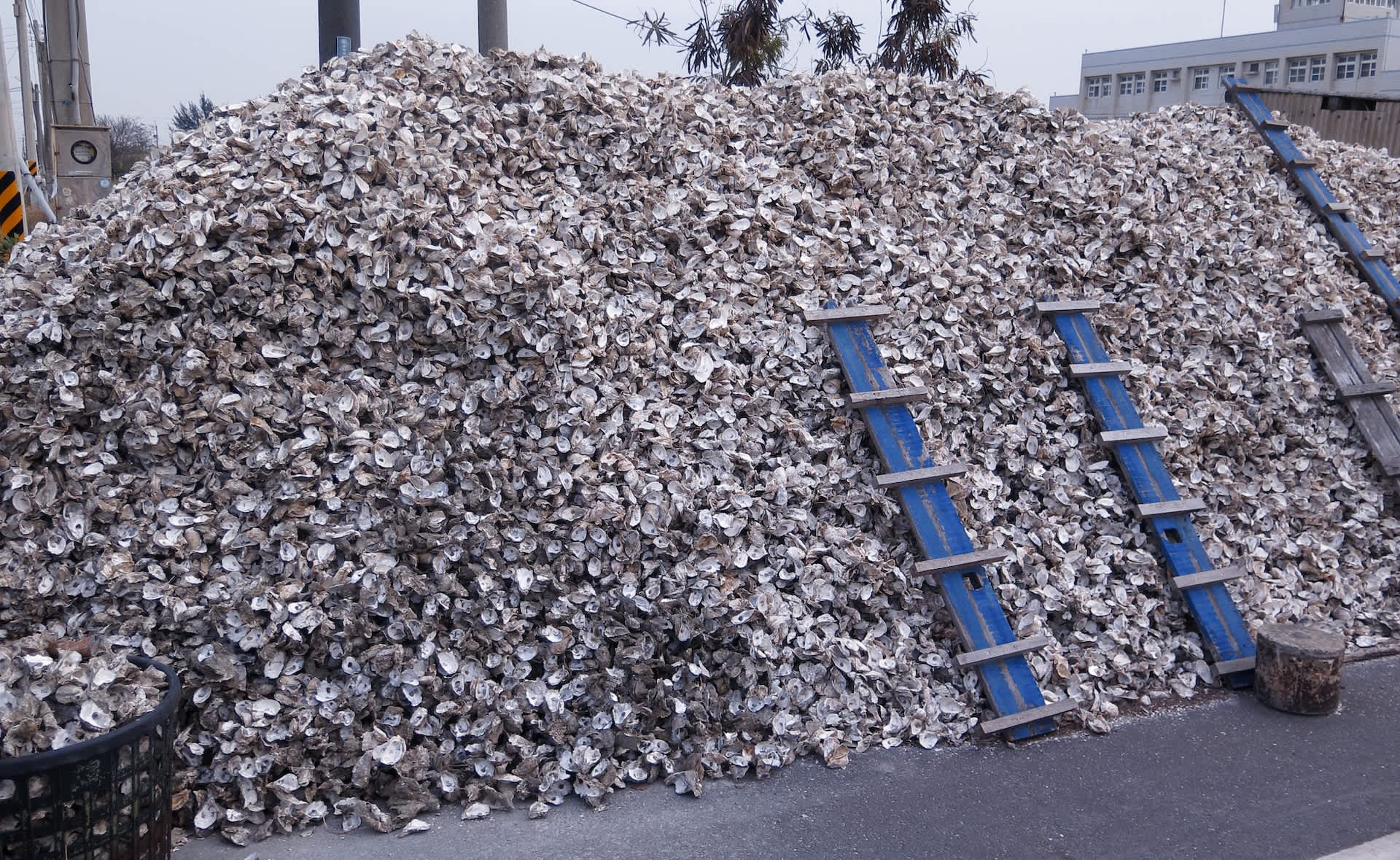 Florida dumped 500,000 tons of old shells into the Gulf, and sandy seafloors came alive