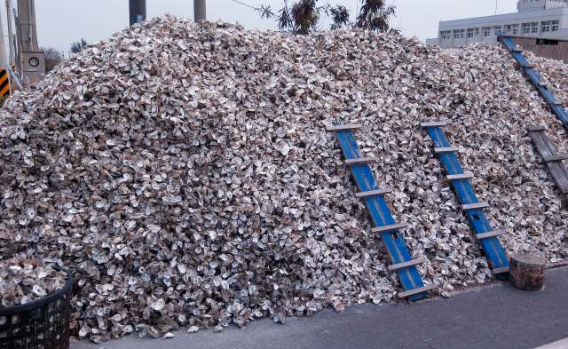A giant pile of oyster shells.