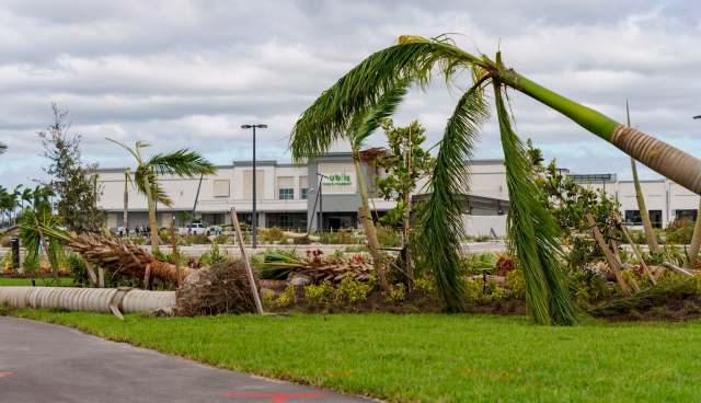 Damaged palm trees are seen leaning and uprooted in front of a grocery store under a cloudy sky.