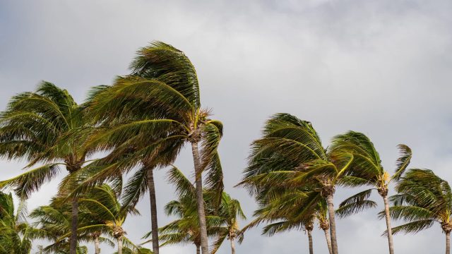 Tall palm trees swaying in the wind against a cloudy sky.