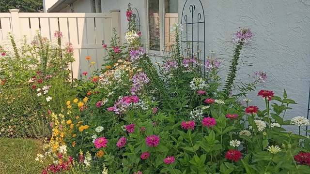 A colorful garden filled with a variety of blooming flowers beside a white fence and house wall.