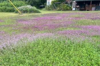 A lush green field with patches of blooming pink and violet flowers under a clear sky.