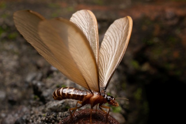 A flying termite.