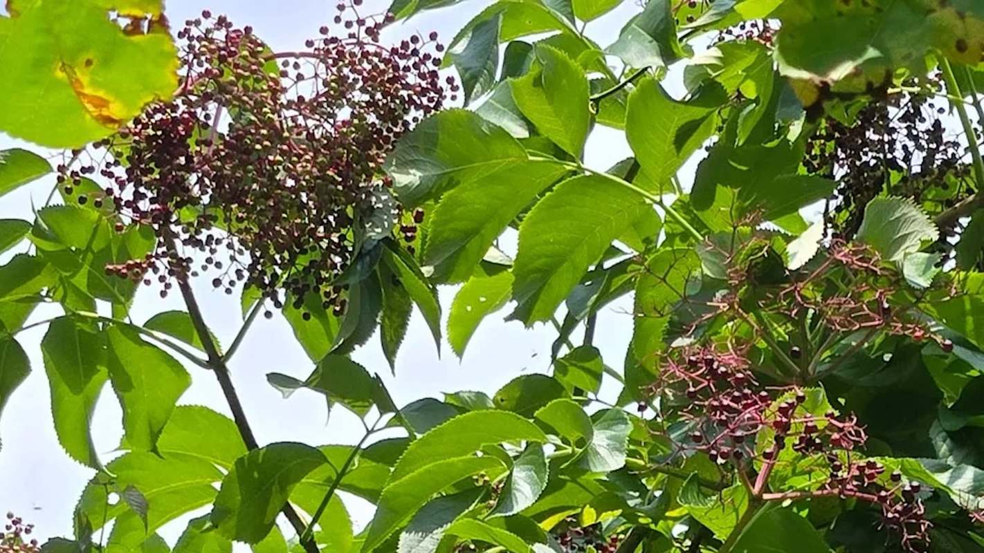 An elderberry shrub.