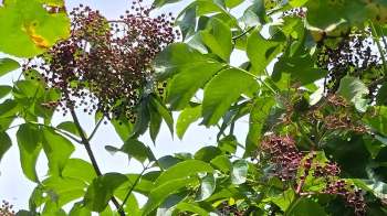 An elderberry shrub.