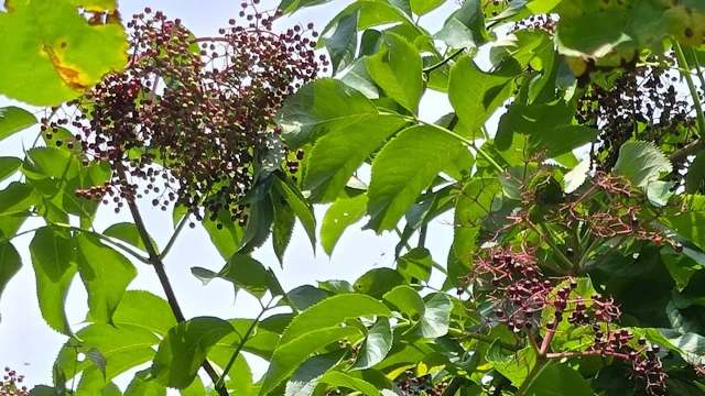 An elderberry shrub.
