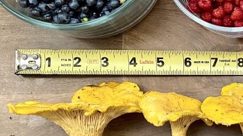 A measuring tape beside yellow chanterelle mushrooms and bowls of blueberries and raspberries on a wooden surface.