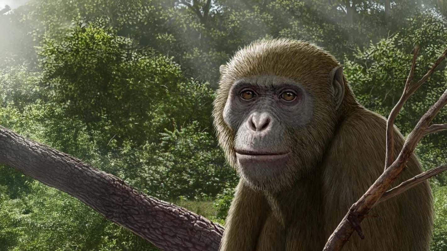 An illustration of an ape known as Masripithecus moghraensis.