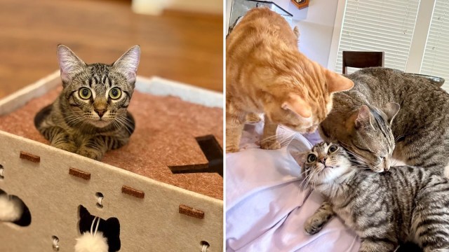 A cat peeks from a box and is seen interacting playfully on a bed with two cats.